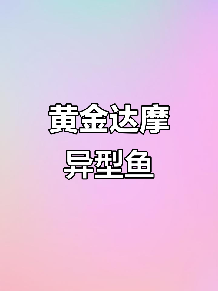 黄金达摩异形鱼:美丽孔雀类,温顺又可爱