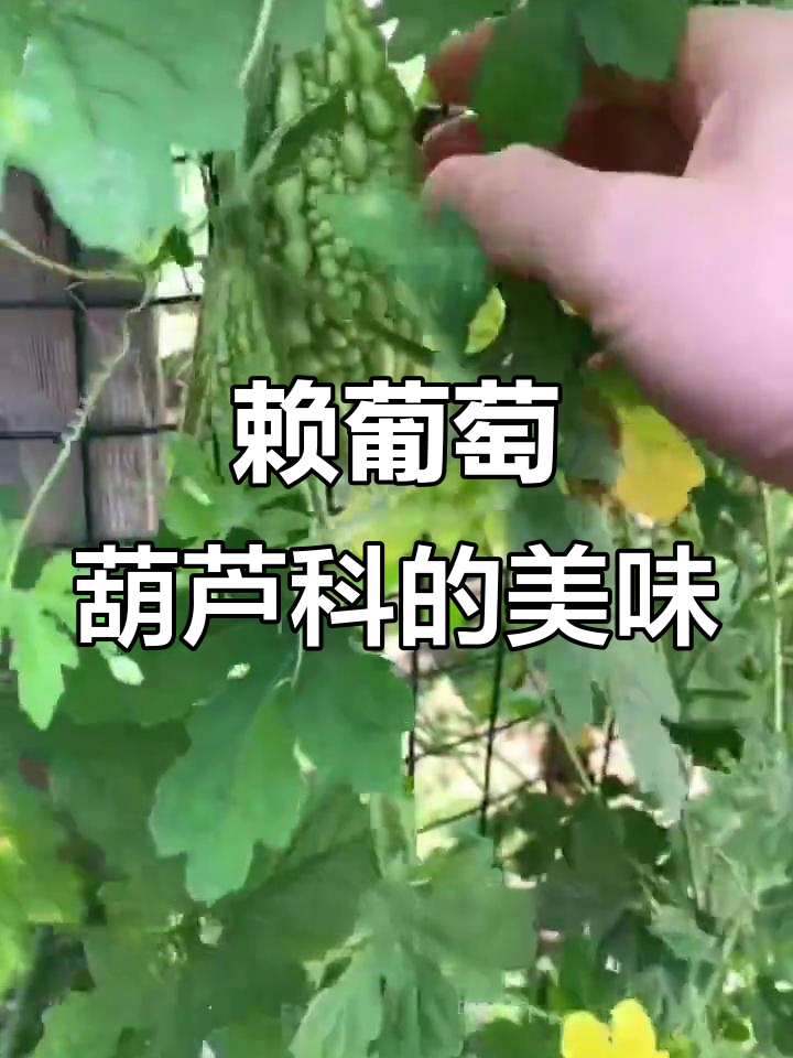 赖葡萄:苦瓜属的水果,生吃凉拌都美味