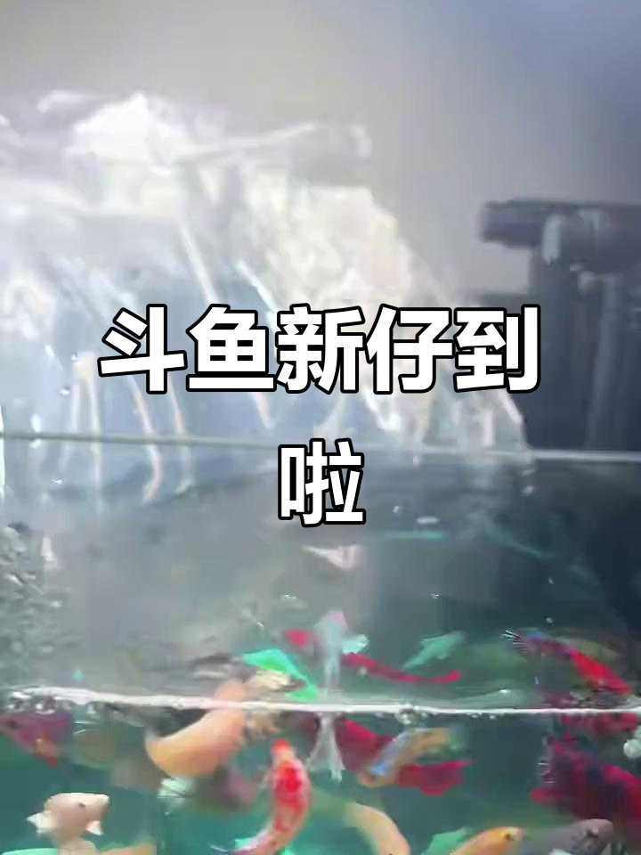 新斗鱼小崽到家,萌态十足!