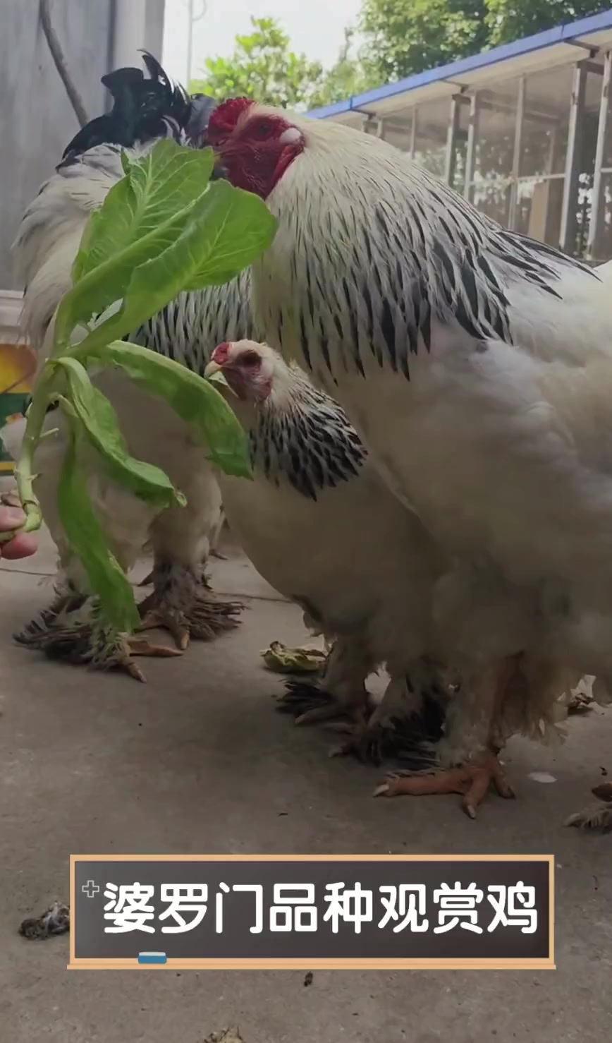 婆罗门品种观赏鸡