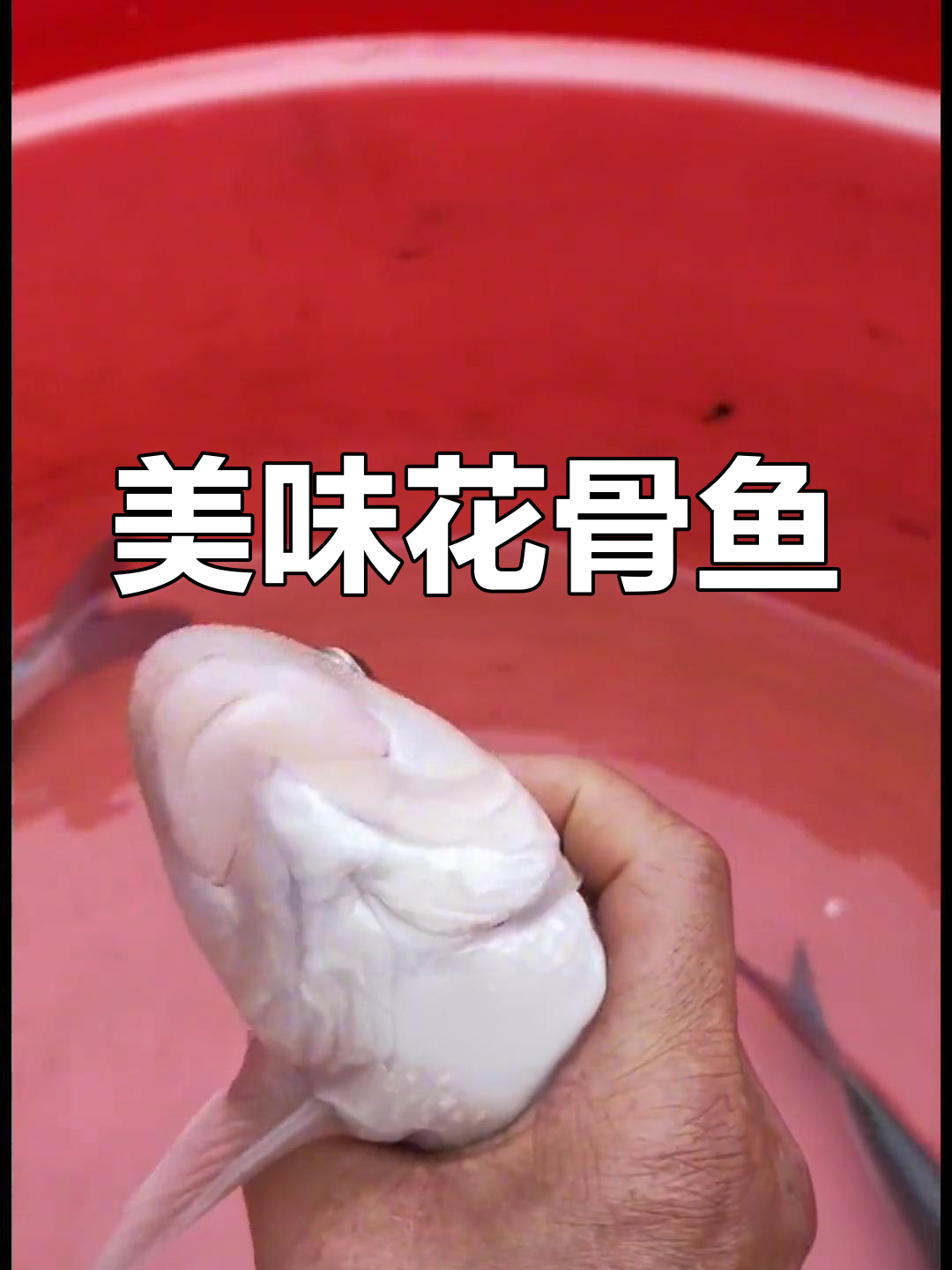花骨鱼,肉质鲜美,适应性强,市场价格高
