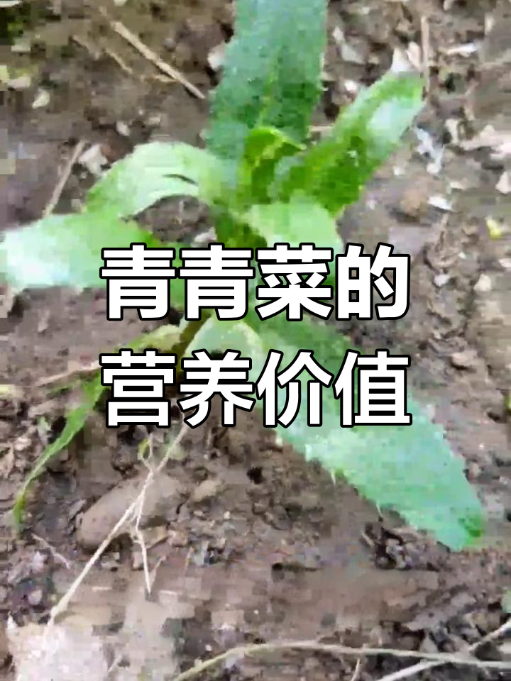 小蓟:野菜的神奇功效