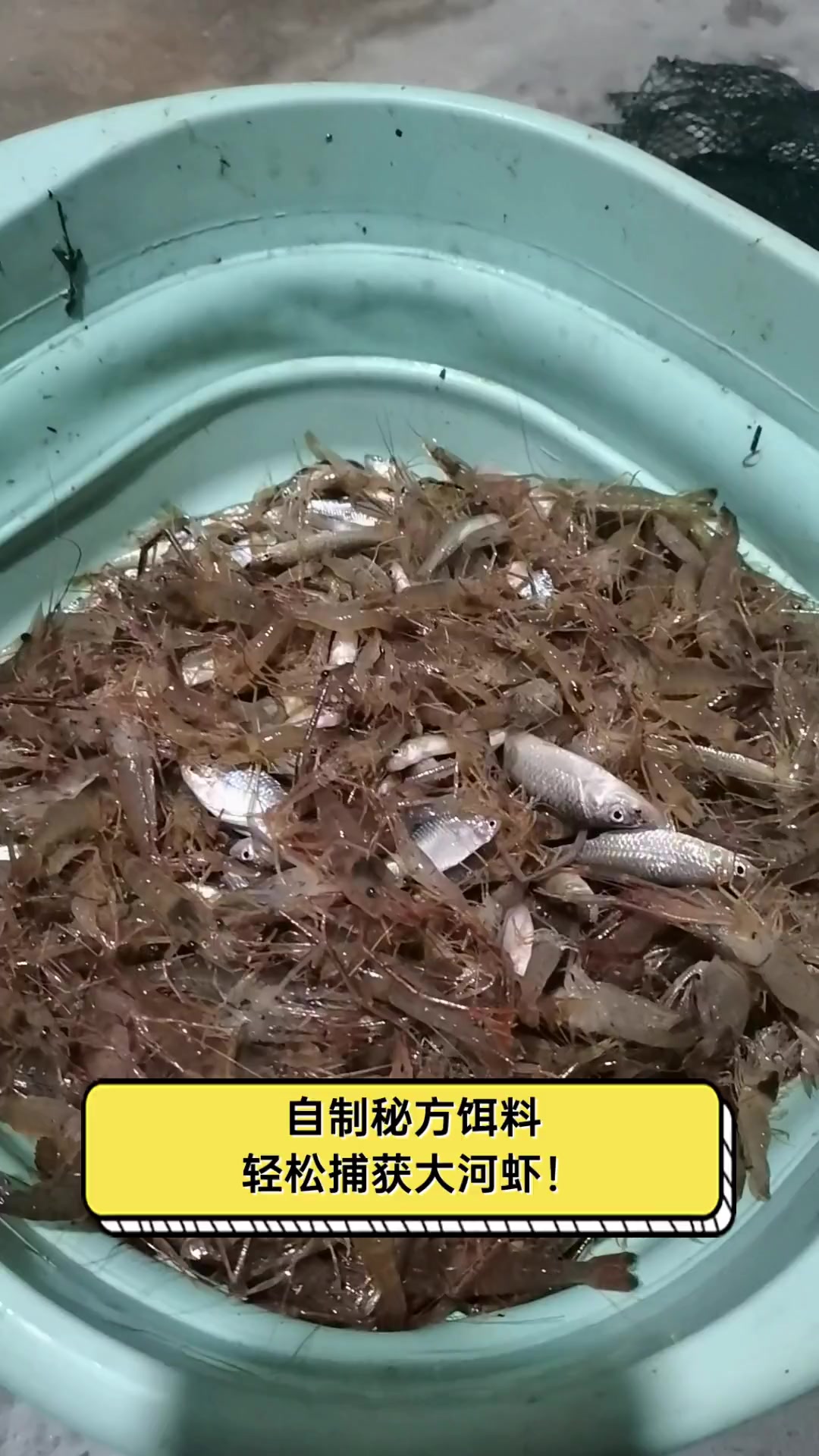 自制秘方饵料,轻松捕获大河虾!