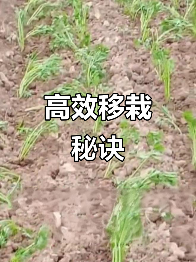 芹菜移栽机效率惊人,苗快跟上才能不落后!