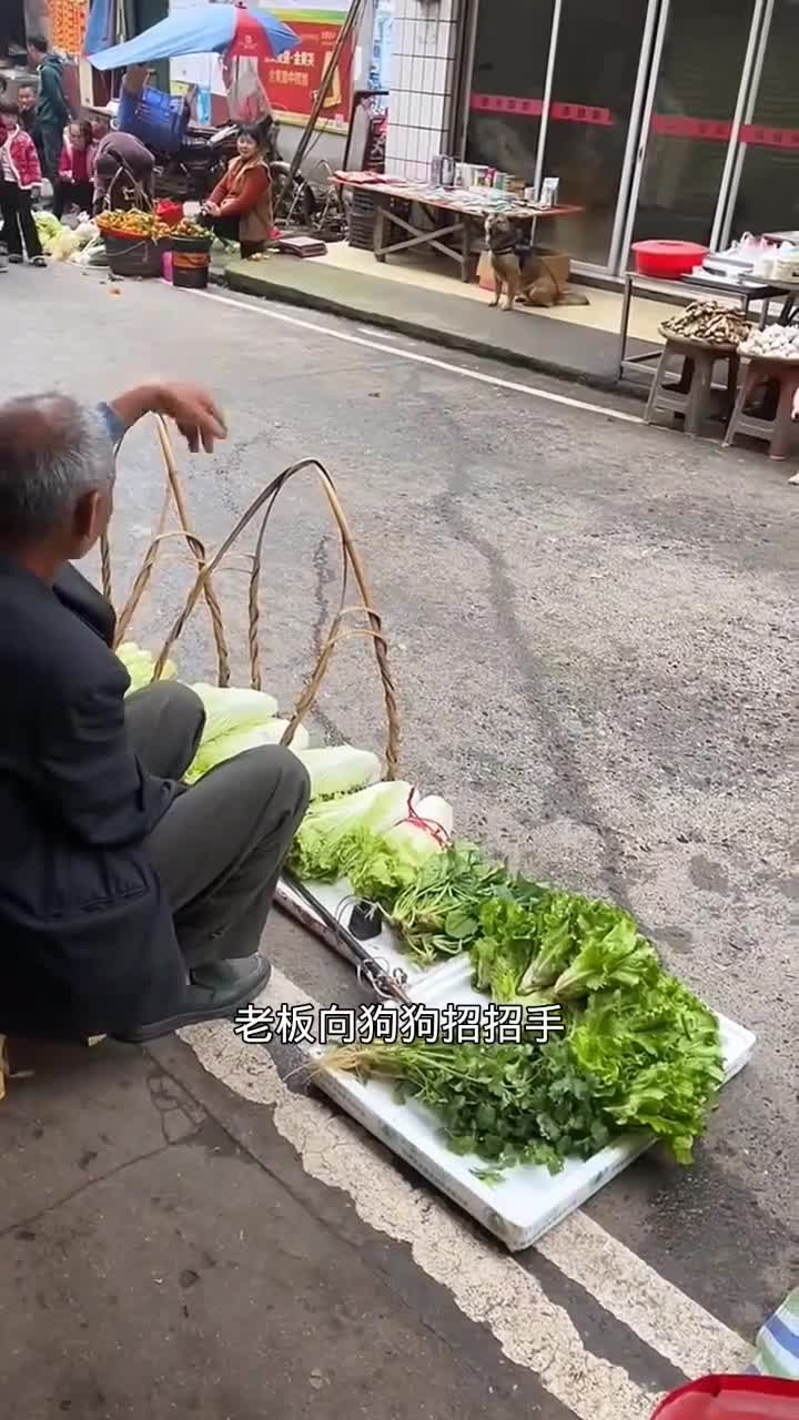 狗狗超厉害!竟帮主人买大白菜