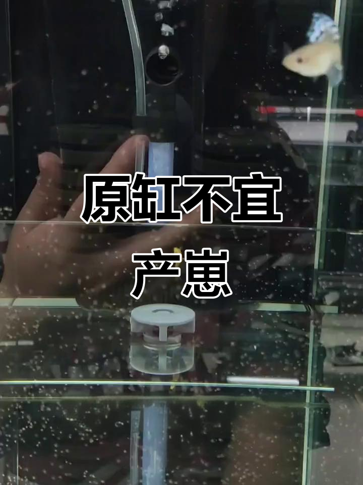 孔雀鱼原缸生产风险大,如何避免细菌滋生?