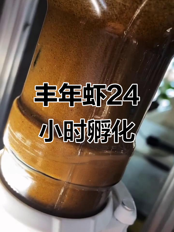丰年虾孵化全过程，24小时收获满满！