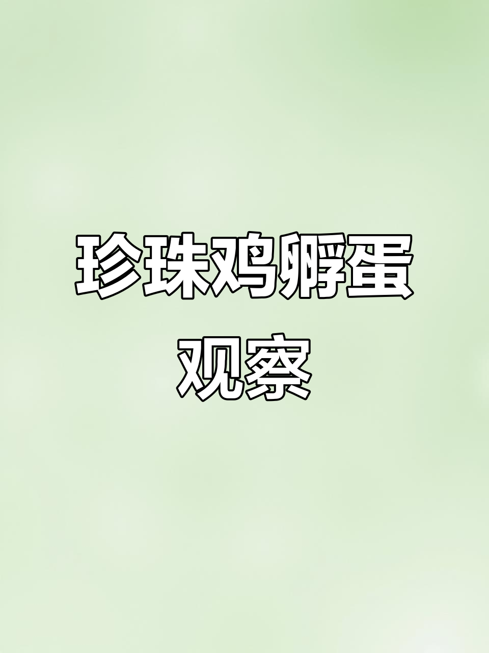 珍珠鸡种蛋孵化日常,照蛋发现红血丝