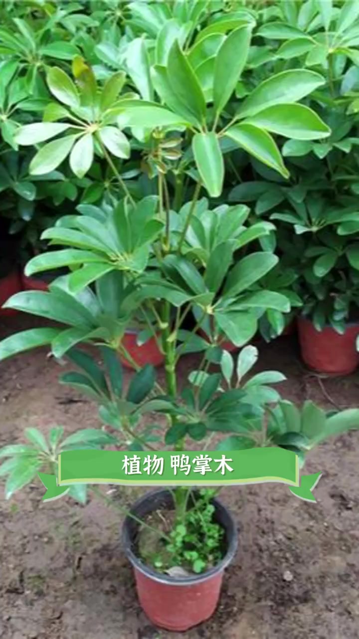 植物鸭掌木
