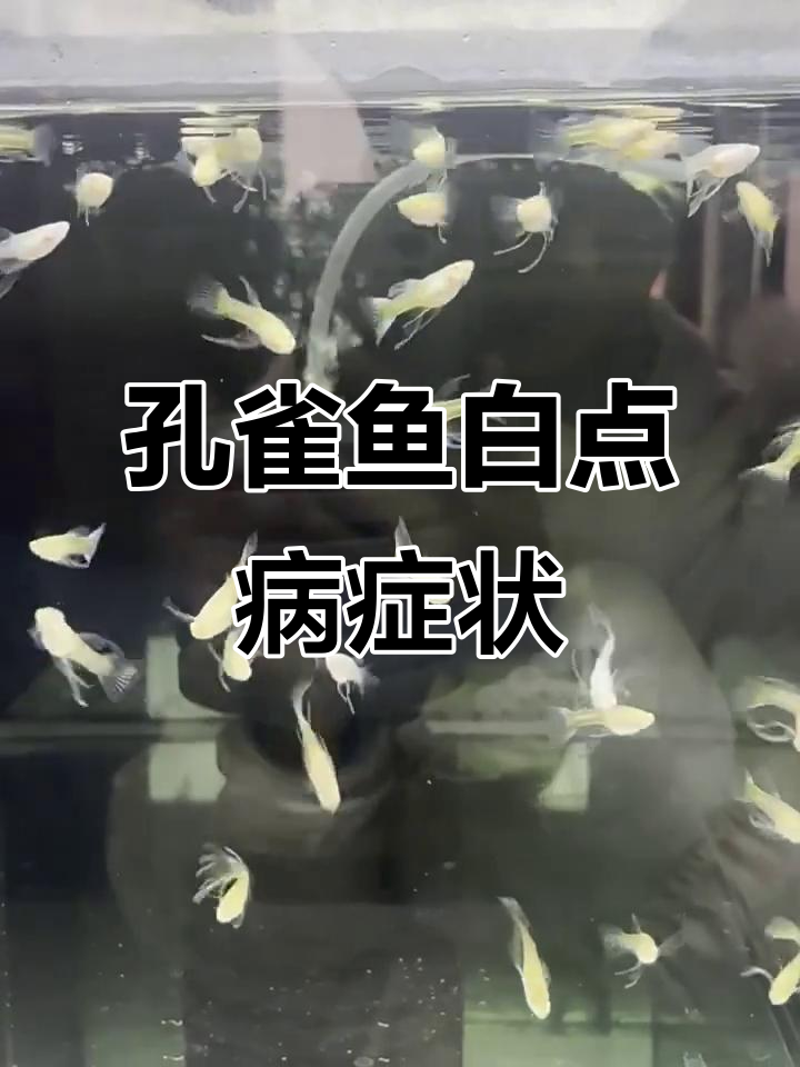 孔雀鱼白点病全攻略,如何判断及应对