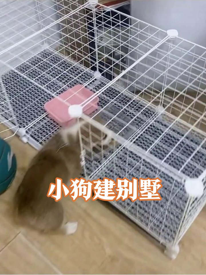 柯基围观铲屎官组装别墅,自己卡门外急出表情包