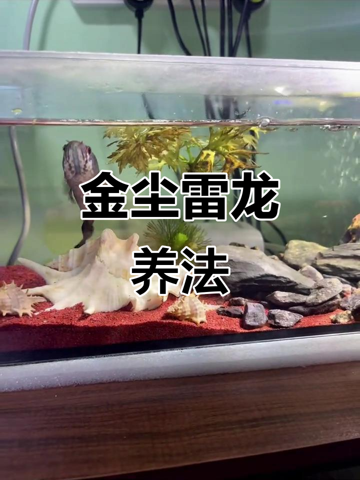 雷龙鱼养殖的终极境界:800块金尘逗鱼棒,血斑幻红全揭秘
