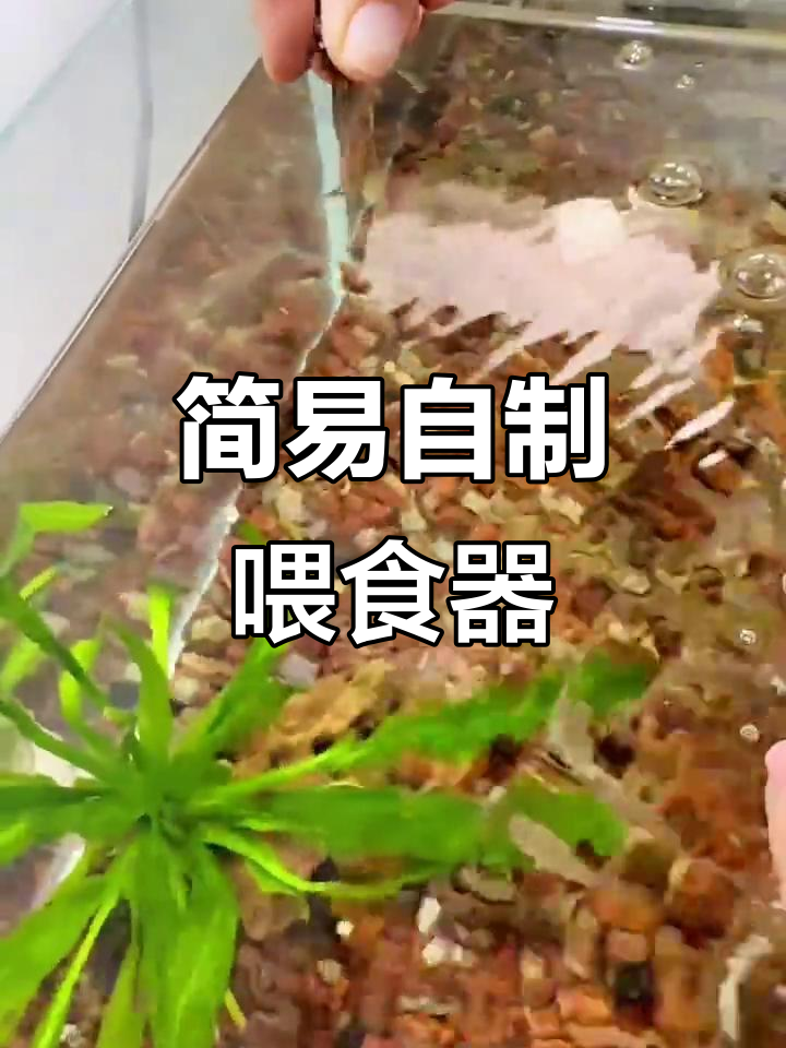 自制喂鱼器，简单又实用