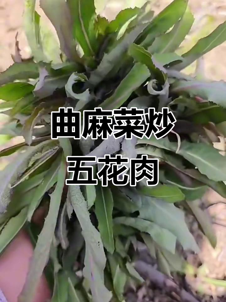 春天里的美味野菜，曲麻菜的绝妙做法