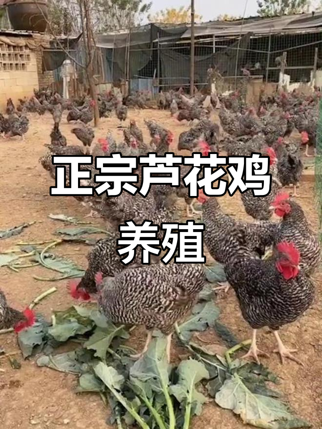 芦花鸡散养圈,公鸡肉质鲜美,母鸡高产蛋