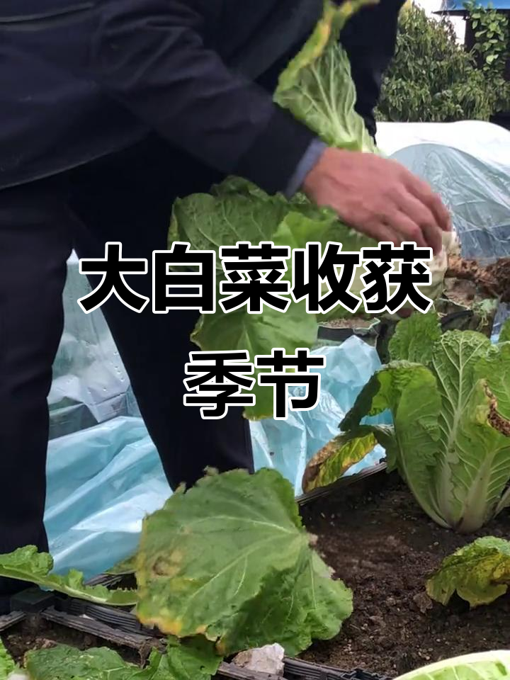 北方冬季大白菜采收,降温前抓紧时机