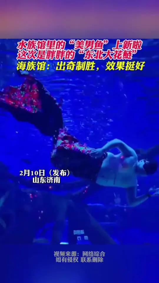 济南水族馆里的“男美人鱼”,东北大花鲢