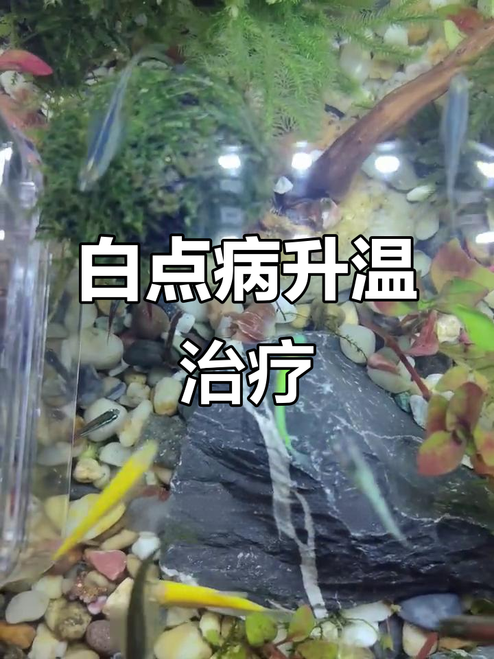 鱼被白点病传染,升温31度看效果