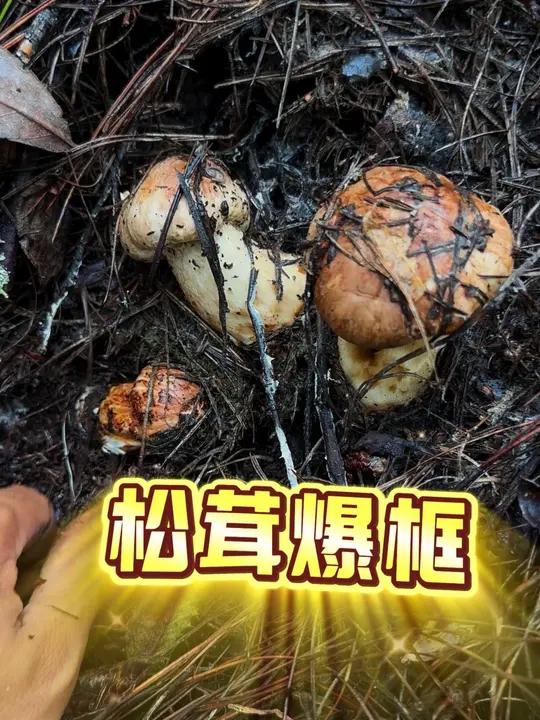 凌晨4点的松茸就是好捡!