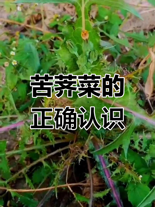 苦荠菜误认蒲公英?方言里的“苦马菜”真相大揭秘