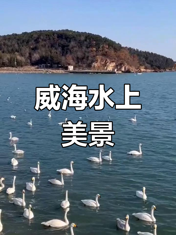 威海天鹅湖与海鸥的浪漫之旅