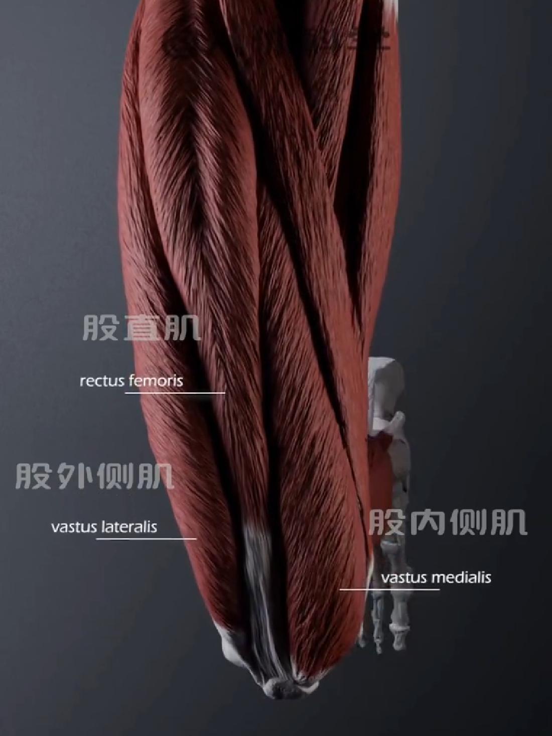 大腿上有哪些肌肉 @人体奥秘 运动解剖 人体解剖学 人体科学 练腿 解剖学