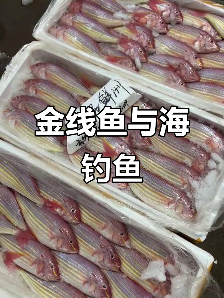 海钓大丰收!金线鱼、红三鱼和海鲷一网打尽