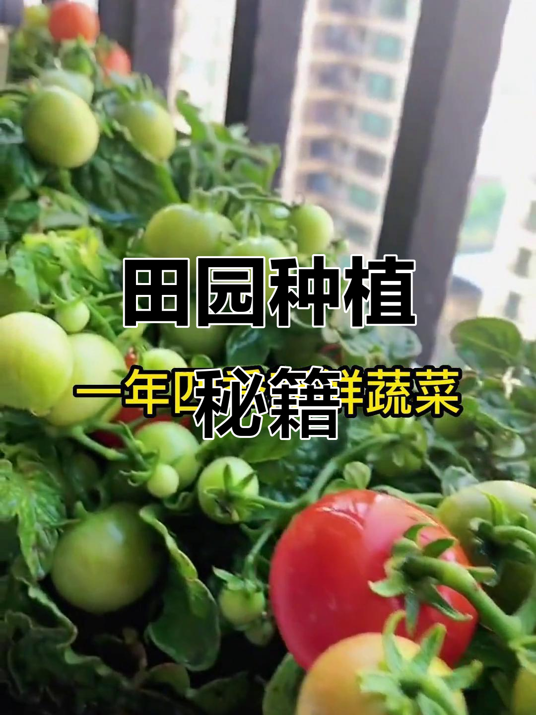 想拥有田园生活?这本书教你轻松种植各种蔬菜!