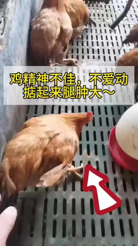 鸡精神不佳,腿部肿大不爱动 滑液囊支原体 滑膜炎 每天分享养殖技术和经验 李莉分享养殖 李