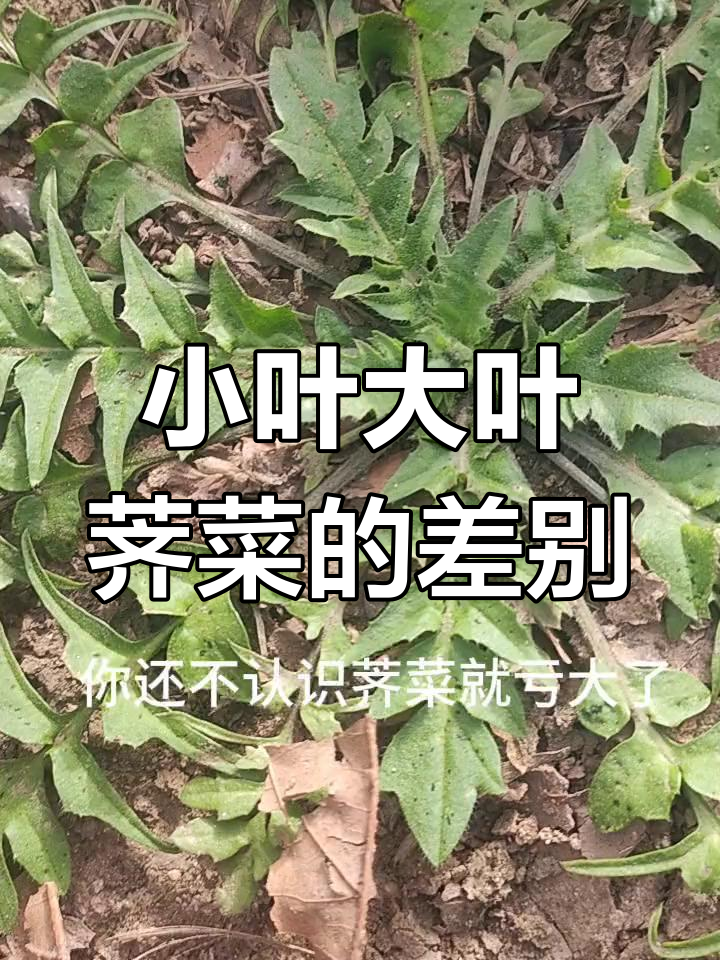 荠菜两种叶片,哪种更好吃?春天的味道你尝过吗