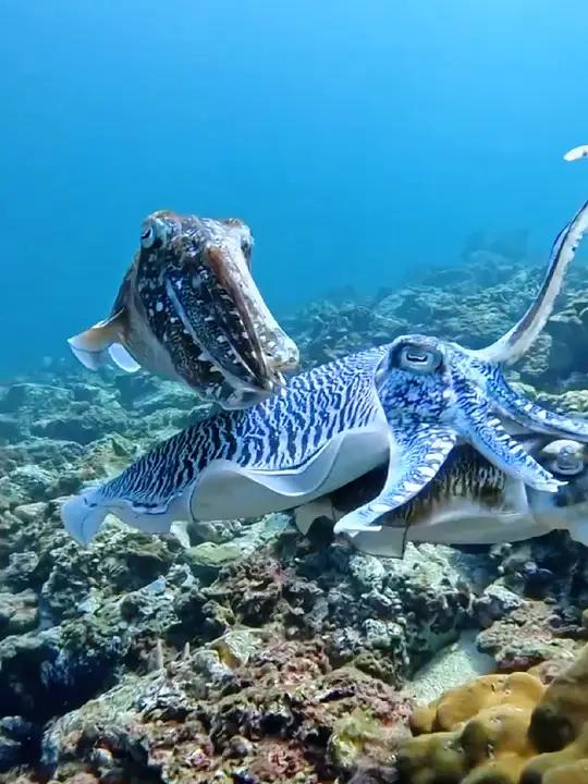 奇妙的海洋生物 乌贼、海龟、章鱼 一起看看海底世界 海洋生物