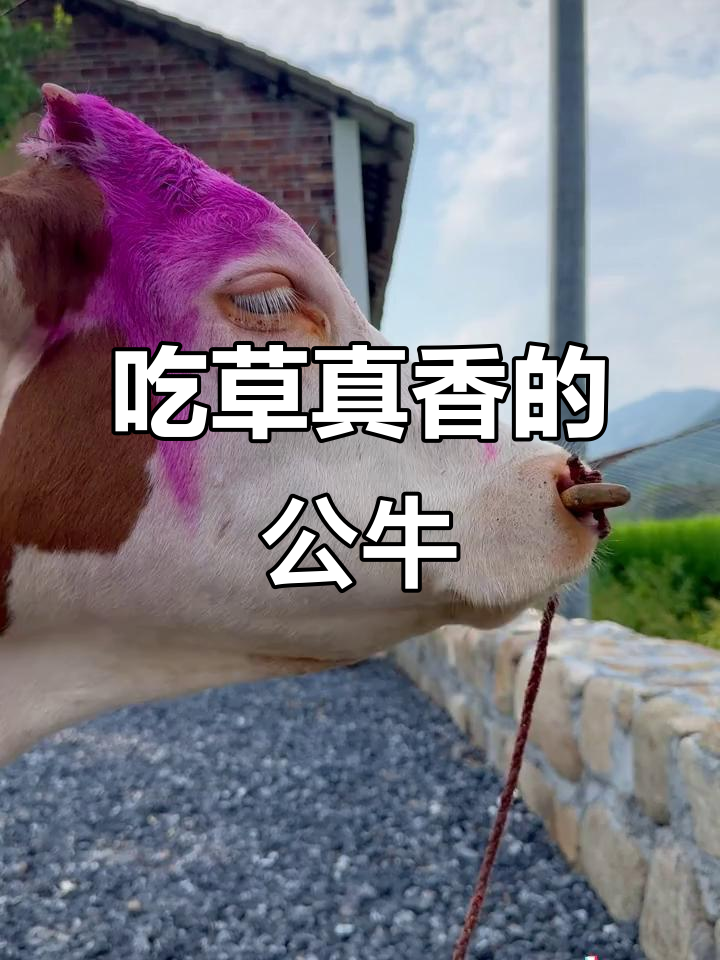 公牛吃草也能这么香?试试我的蛋黄派!