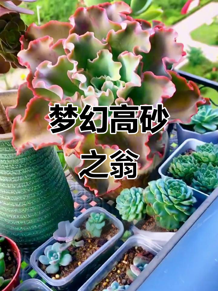 高砂之翁，色彩变幻的美丽多肉