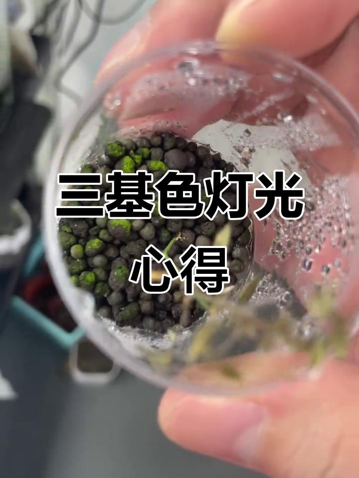 植物补光灯推荐:三基色荧光,实惠又易长藻