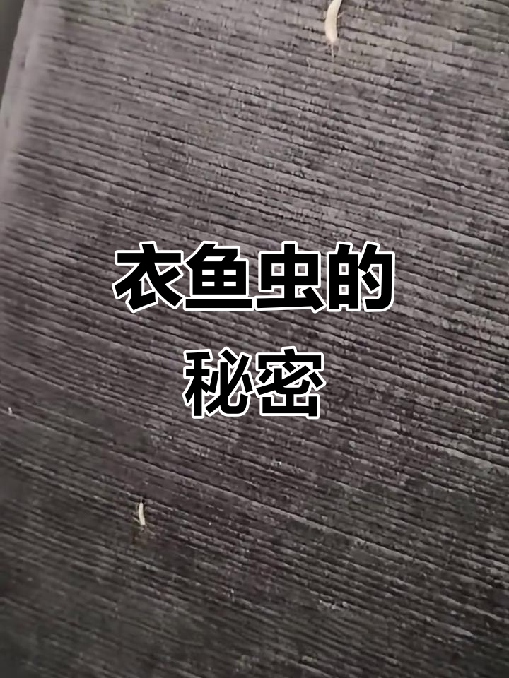 衣鱼虫，隐匿于暗处的小生物，危害书籍与衣物