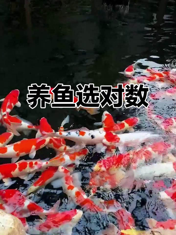 院子里养锦鲤,数量和品种搭配最吉利