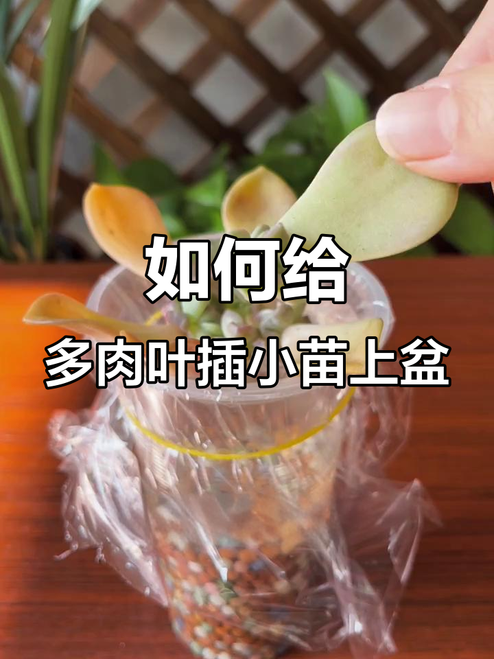 多肉小苗上盆技巧，轻松搞定根系养护