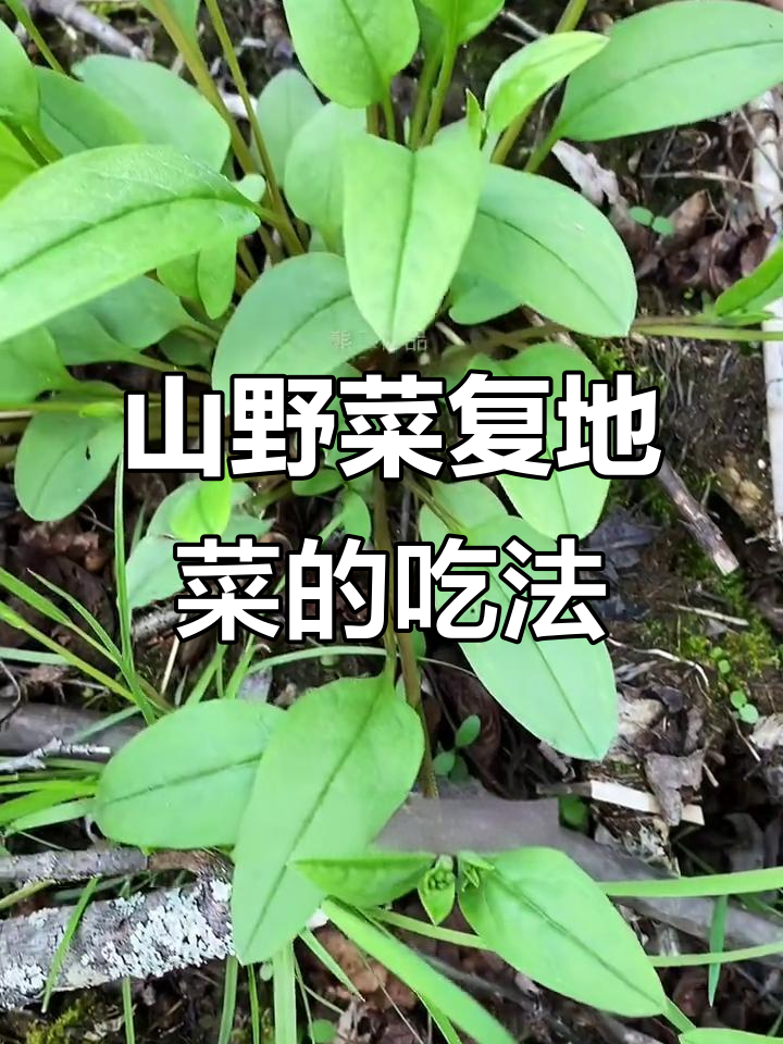 复地菜:一种美味山野菜,嫩叶可炒汤凉拌
