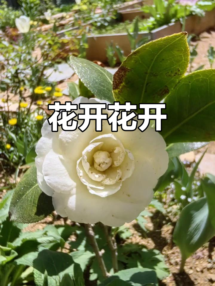 紫藤花开,欧木绽放,漏斗菜长高,惊喜不断