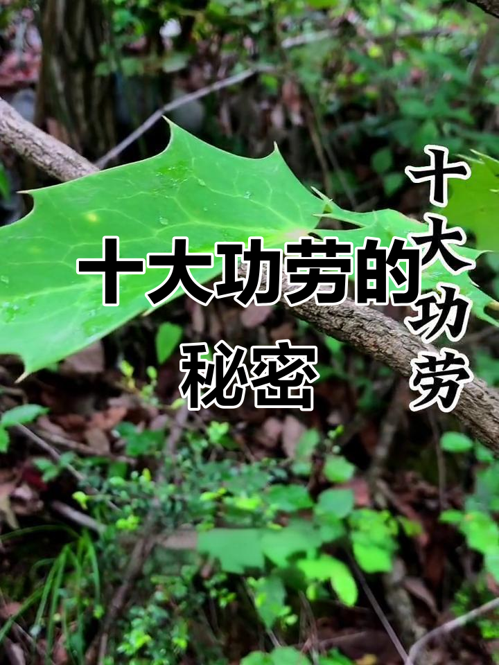 十大功劳:苦涩却有神奇功效,民间作用不止十种