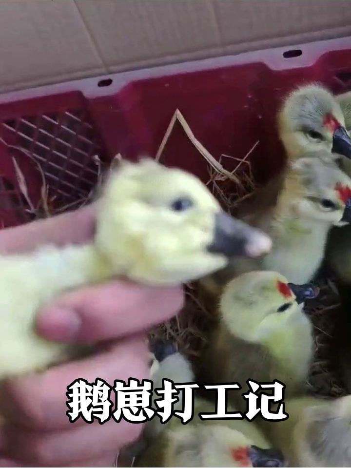 深圳打工人集合!小鹅崽排队等点名,萌到心化