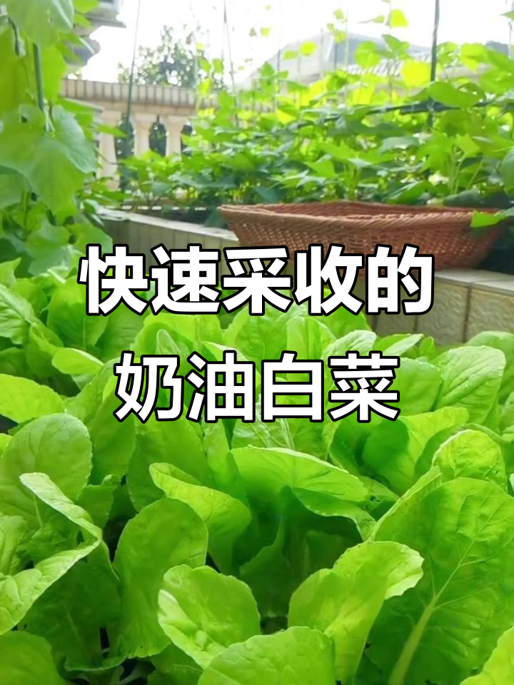 奶油小白菜,生长迅速又耐寒热,20天就能收获美味!