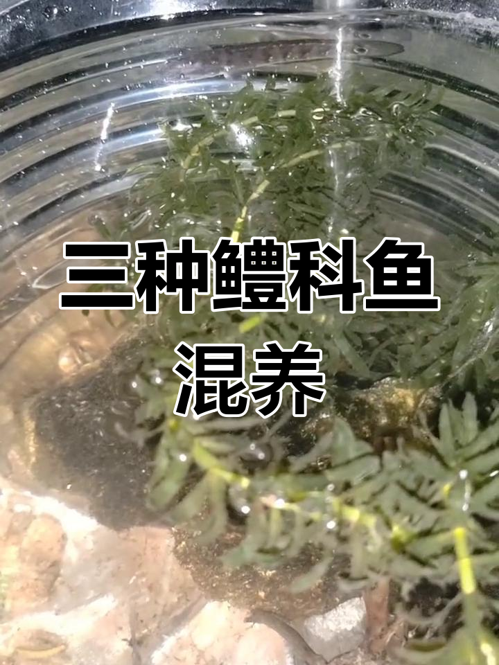 鳢科鱼混养技巧:黑鱼、七星鱼与呆呆鱼的搭配