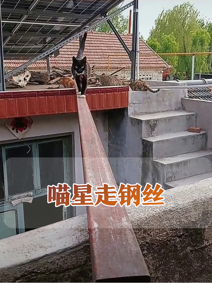 喵星人杂技团上线!独木桥走成T台,每步都是表情包