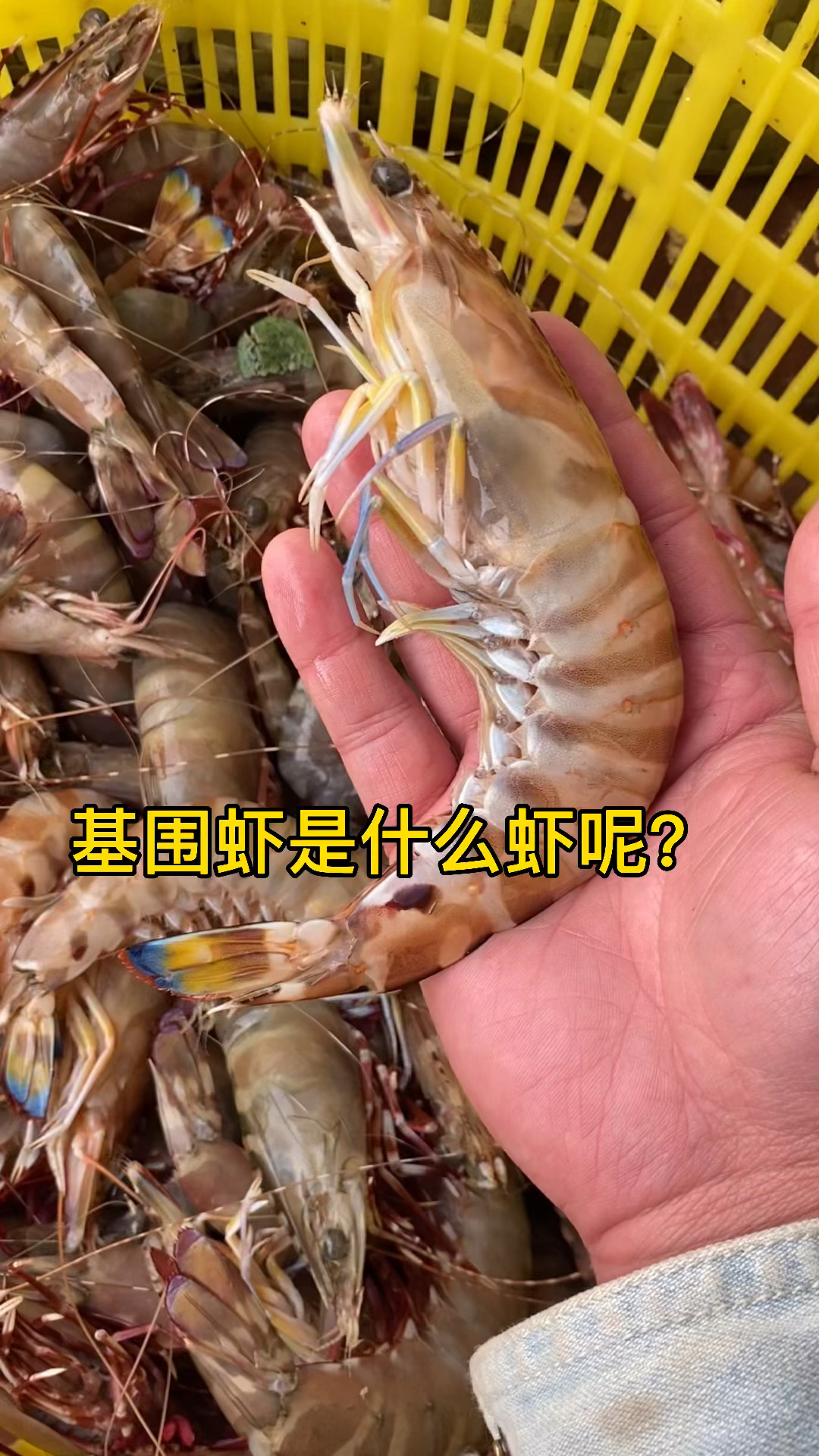 基围虾是什么虾呢?