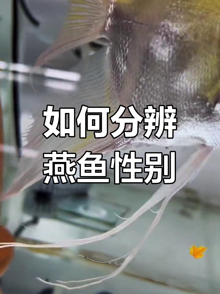 燕鱼公母区分技巧