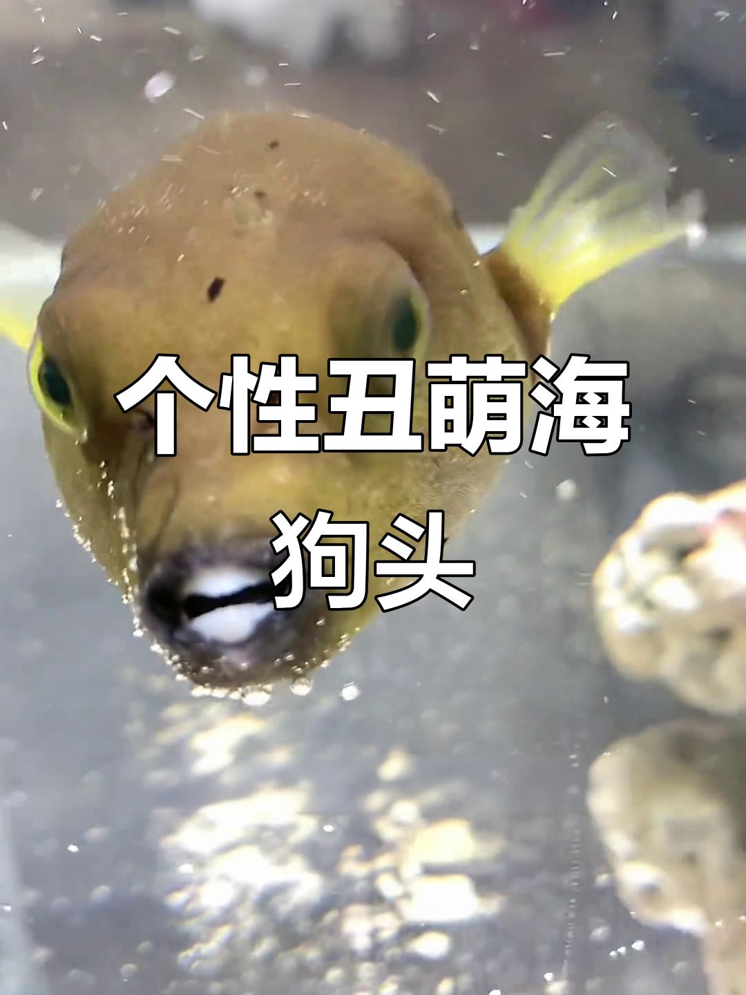 丑萌海水狗头鱼，个性十足！