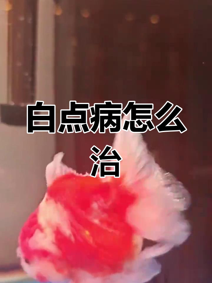 鱼得白点病怎么办?快速治疗方法揭秘