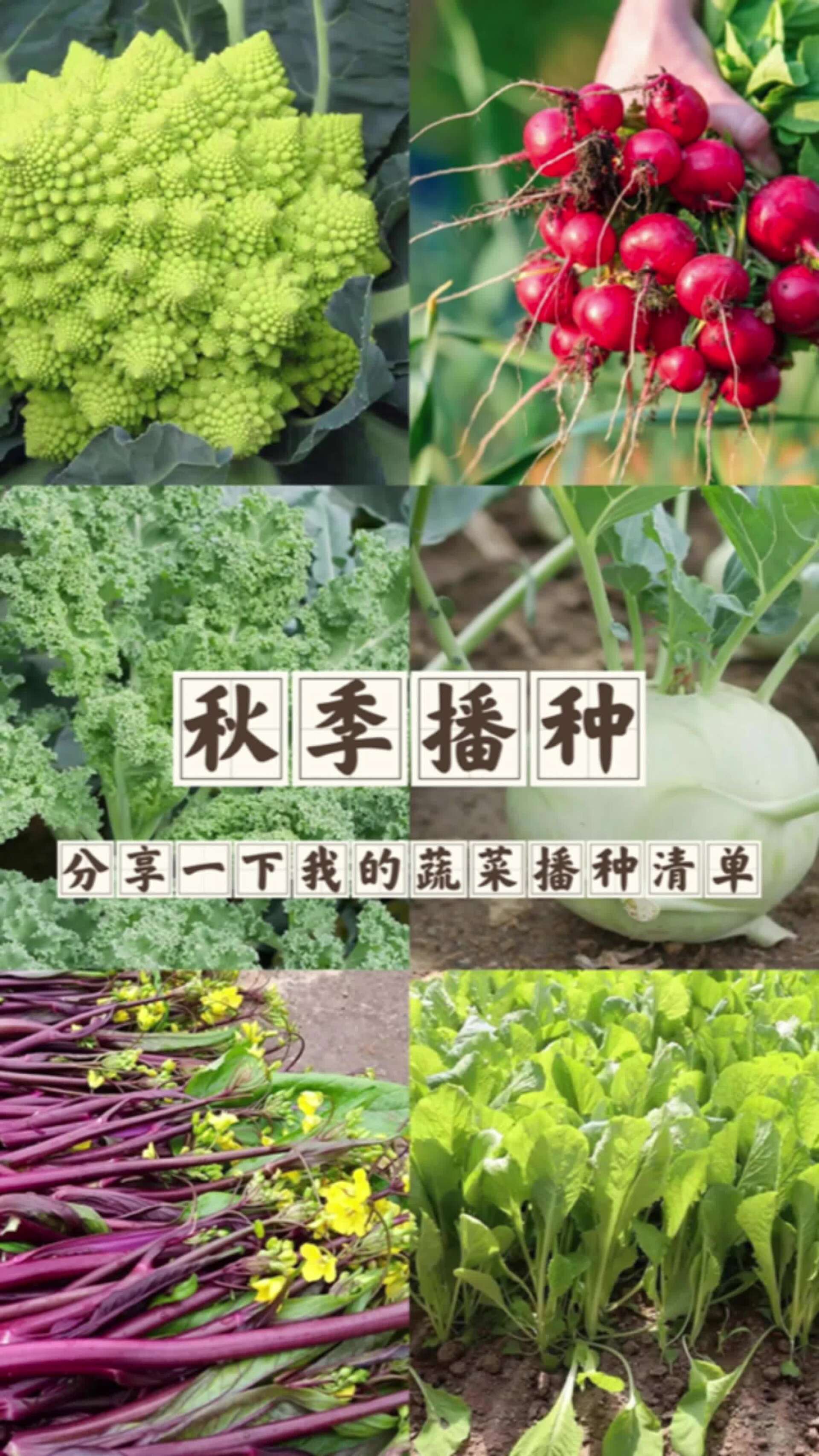 秋季播种,分享一下我的蔬菜播种清单