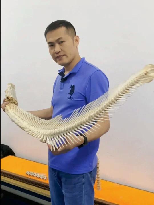 上条视频鱼皮的鱼骨